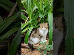 Daisy in the rain #cat #kitten #rain
