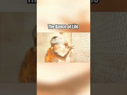 The Dance of Life