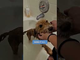 Hello to fresh-smelling fur with We Love Doodles Shampoo—the best grooming essential for your pup!​