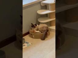 请问谁是小笨蛋 #cat #vlog #cute #猫咪 #animals