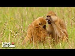 Baboons Who Groom Together, Stay Together! | Guardians of the Wild 203
