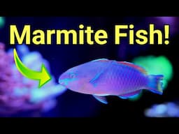 Do You Love or Hate This Fish?! The Prestige Reef Dork Show Ep 96