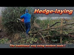 Hedge-laying the traditional way