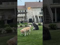 My #goldenretreiver wants her brother to play ball with her. 😆💕🐾 #alaskanmalamute #malamute #dog
