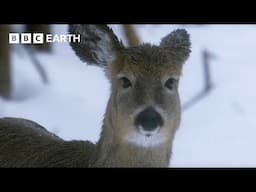 How Do Animals Survive Freezing Winters? | How Nature Works | BBC Earth Kids