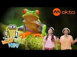 🐸 FROG LIFE CYCLE FOR KIDS 🐣🌿 | Wild Wild Wow S3E06B | @mediacorpokto