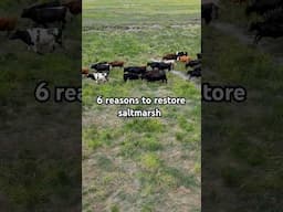 Is saltmarsh good? #wildlife #carbon #flood #water #farming #wellness