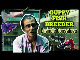 guppy fish | guppy fish breeding