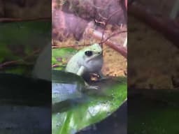 The sounds of the showroom #mintterriblis #poisondartfrog #dartfrogcall #frogcall
