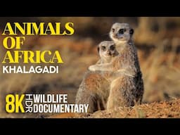 8K HDR Amazing African Wildlife - Episode 9 | Incredible Animal Life of Kgalagadi Transfrontier Park