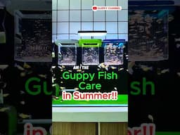 Guppy Fish Care in Summer #fishtank #aquarium#guppyfishtank #guppyfish