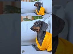English Idioms | Couch Potato #english #funny #cute #eslteacher #pets #learningenglish