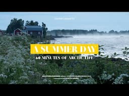 A summer day - 60 minutes of arctic life
