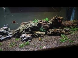 LOTS of Babies - Blue Hawaiian Moscow Guppy Project