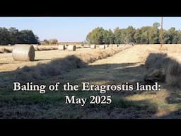 Baling our Eragrostis Grass Land 🚜 - May 2025