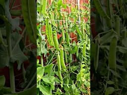 #peas Farming #peas farm ready for harvesting