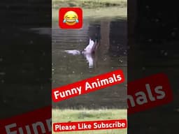 Hilarious This is Super Funny Watch this cute animal eat #funny #cuteanimals #funnyanimals #animals