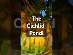 I could sit and watch the cichlid pond all day! #freshwaterfish #aquascape #aquarium