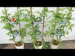 Watermelon Growing Method That Amazes The World