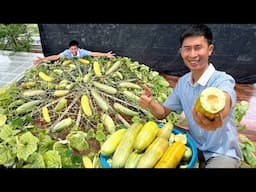 Everyone Can Grow Melons – But This Unbelievable Trick? Rarely Seen!