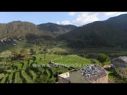 Terraced fields at Kausani Village & Baijnath Temple in Bageshwar Uttarakhand, Jacarandas all alight