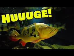 Visiting an EPIC fish room with some Monster Fish!