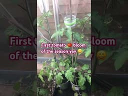 First tomato 🍅 bloom of the season #allotmentlife #growyourownfood #growtomatoes