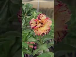 Rosa deslumbrante, digita eu quero que mando link #shorts #rosanegra #plantas #rosadodeserto