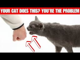 10 Signs Your Cat Hates You