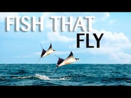 Fish That Fly: Devil Ray Mantas (Spectacular)