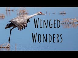 MASSIVE Sandhill Crane Convention on Film