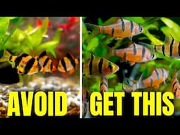 Aquarium Fish To AVOID (And What To Get Instead)