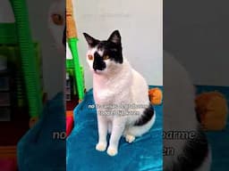 karen, que haces viendome todo el tiempo? 😹☺️🤳#gatosdivertidos #humordegatos