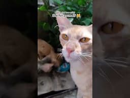 Does Cat loves milk?🤔🤔#shorts #cat #cats #catshorts #vetsdiary