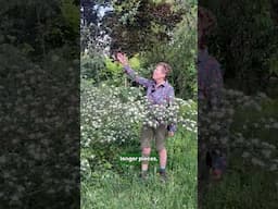 A favourite tree of mine: Crataegus tanacetifolia (Zones 5–8)  #gardening #tree