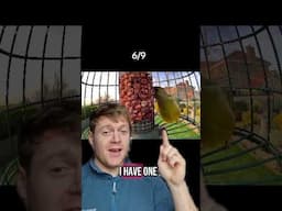 Do you know you garden birds ? #ireland #shorts #youtubeshorts