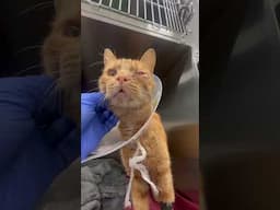 Kitten found in trash heals inside