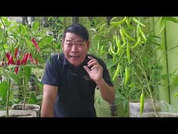 SIKRETO PARA MAGING HITIK NA HITIK ANG BUNGA NG SILING PANIGANG #farming #gardening #farmer #farm