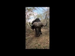 Team Effort to Help a Snared Buffalo | Sheldrick Trust