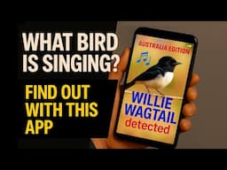 Bird Song Identification App - Australia
