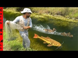 We FOUND a MASSIVE WILD Exotic CATFISH in CRYSTAL CLEAR WATER!