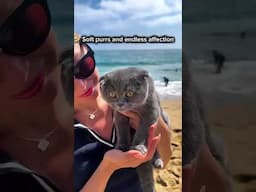 He is such a character 🤩 BLUE Scottish Fold boy 💙DOB- 02-14-2025