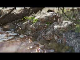 Water Lake animation I Houdini x Cinema4d and octane