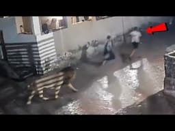 पता नहीं था पिछे खुखार शेर था तभी ये हुआ 😲ll Wild Animal encounters cought on camera