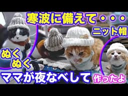 2025ｰ03−02 保護猫たちの「ほっこり猫ライブ」ハッチ＆マック＋黒猫めめ＋がんサバイバーママ Cat live Stream in Japan -Cat Life TV