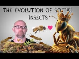 The Social Lives of Insects Ep2: The Evolution of Social Insects