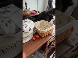 He fits he sits, even if it’s on top of my tomato’s apparently #cat
