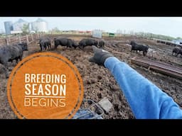 It is going to take all these Bull and More!