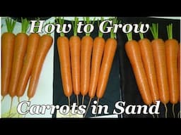 Allotment Diary : How to Grow Carrots in Sand Boxes