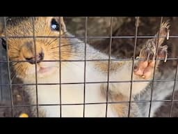 Paralyzed squirrel asks man for help. His response was perfect.